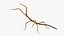 Stick Insect Brown Attack Pose