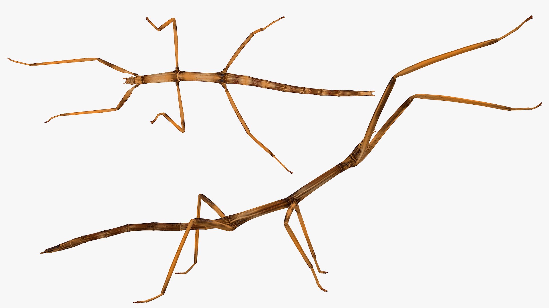stick insect brown attack model https://p.turbosquid.com/ts-thumb/u4/IYTqAP/M9rbsTIN/stickinsectbrownattackpose3dsmodel009/jpg/1573816793/1920x1080/fit_q87/e6a446333b611f8c7da22042c6a1d3e1e58300c2/stickinsectbrownattackpose3dsmodel009.jpg