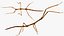 Stick Insect Brown Attack Pose