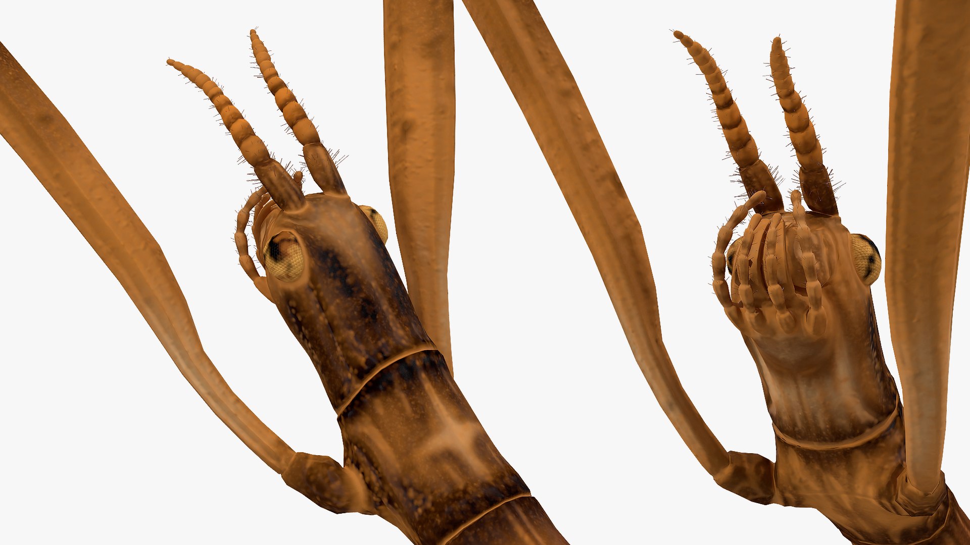 stick insect brown attack model https://p.turbosquid.com/ts-thumb/u4/IYTqAP/S8epNSWc/stickinsectbrownattackpose3dsmodel011/jpg/1573816803/1920x1080/fit_q87/c26cac3a7164c5c5a8a011a60e2e588468bf80ce/stickinsectbrownattackpose3dsmodel011.jpg