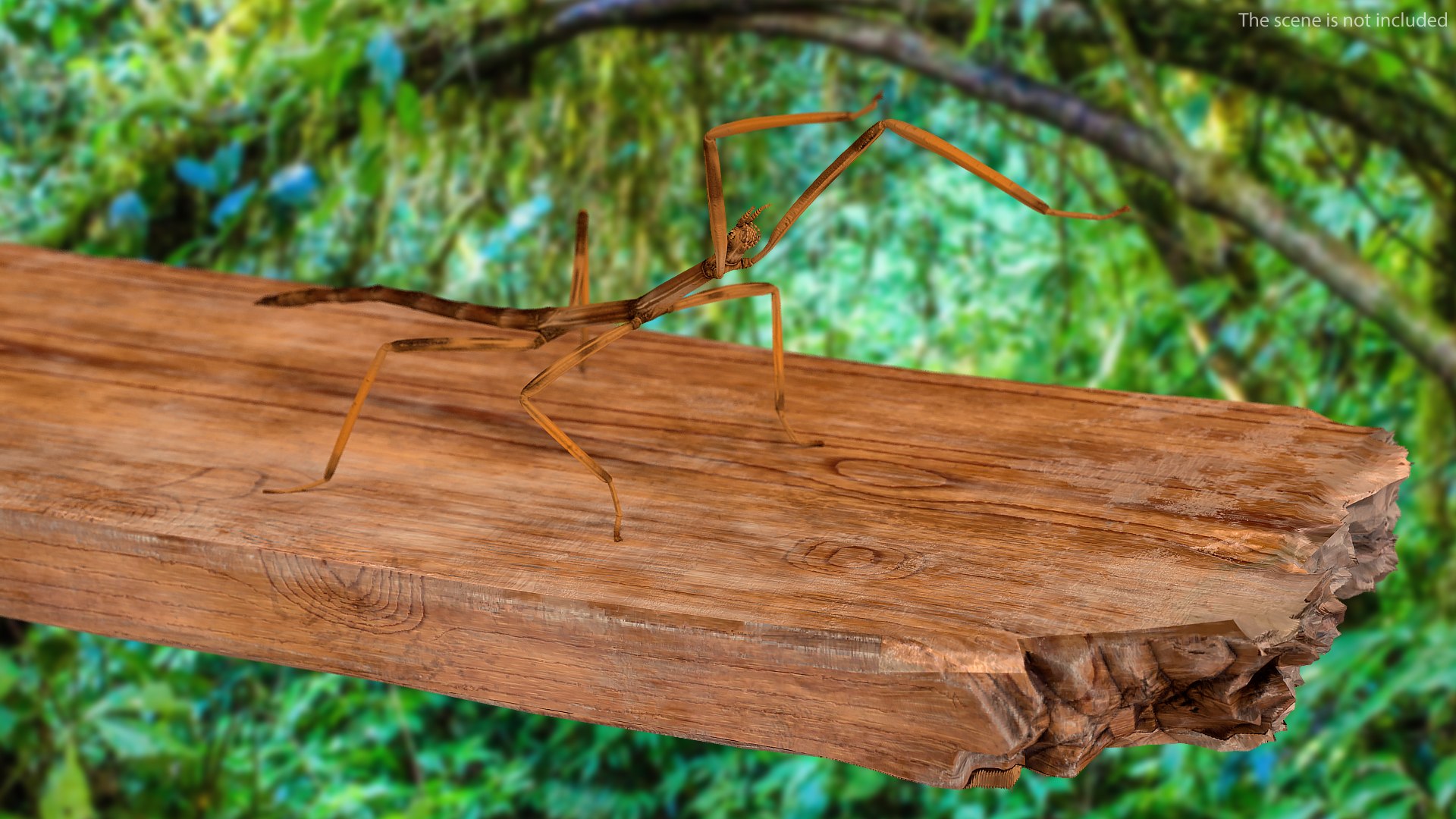 stick insect brown attack model https://p.turbosquid.com/ts-thumb/u4/IYTqAP/dBwfseQr/stickinsectbrownattackpose3dsmodel002/jpg/1573816752/1920x1080/fit_q87/0a4fff0c2ff872f7d4e80775bc0a0ab80a6b3645/stickinsectbrownattackpose3dsmodel002.jpg