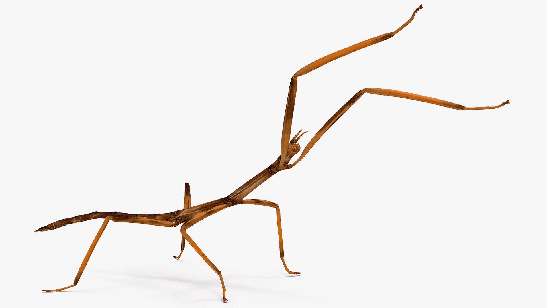 stick insect brown attack model https://p.turbosquid.com/ts-thumb/u4/IYTqAP/j2aFBuA3/stickinsectbrownattackpose3dsmodel003/jpg/1573816761/1920x1080/fit_q87/3a8b8463891249f46d8162cc1596c0bd81c947dd/stickinsectbrownattackpose3dsmodel003.jpg