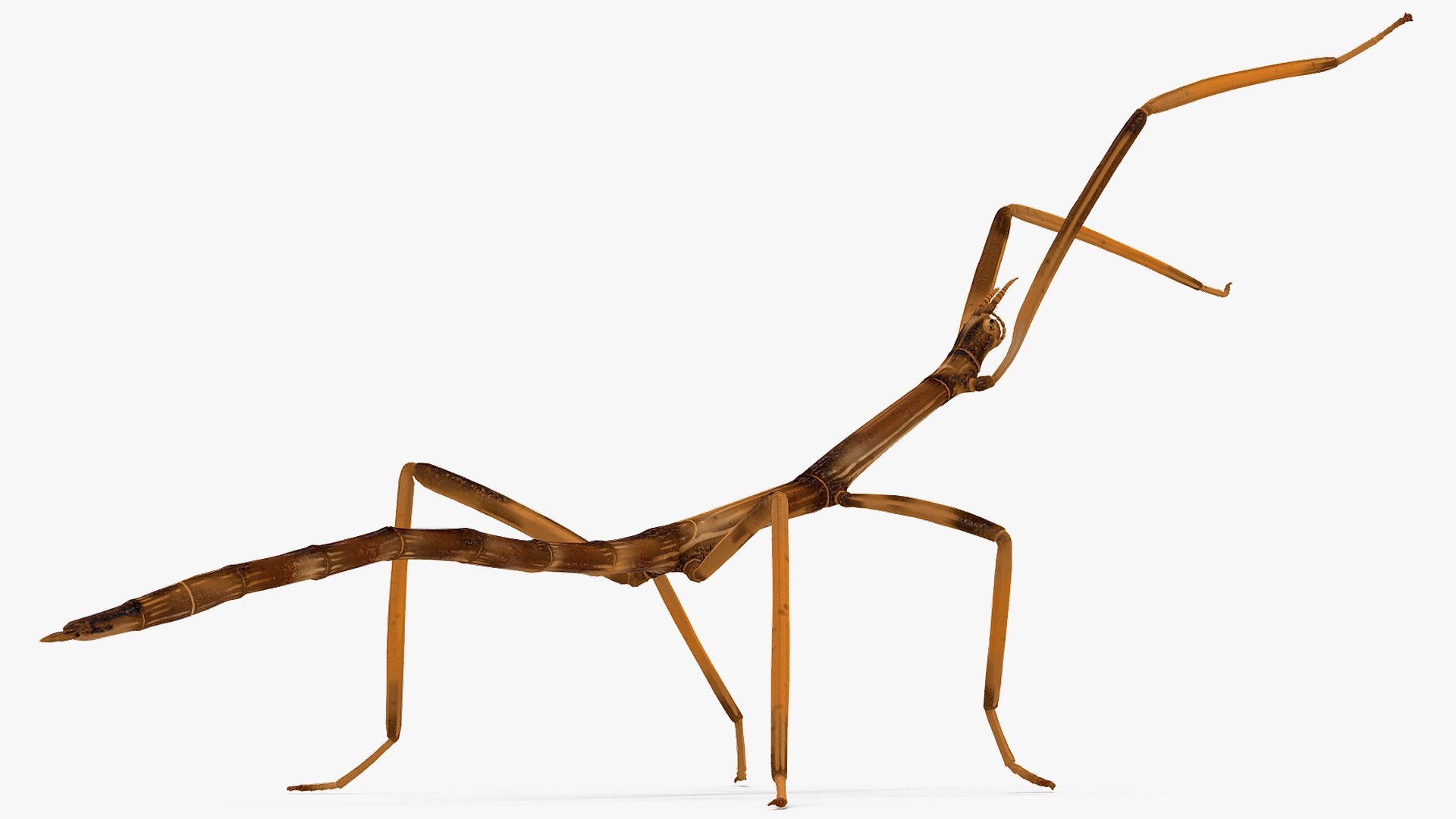 stick insect brown attack model https://p.turbosquid.com/ts-thumb/u4/IYTqAP/jkDaYQLF/stickinsectbrownattackpose3dsmodel007/jpg/1573816784/1920x1080/fit_q87/f1e7b8add86a911fb5ac26e3ad2c28d480d807ad/stickinsectbrownattackpose3dsmodel007.jpg