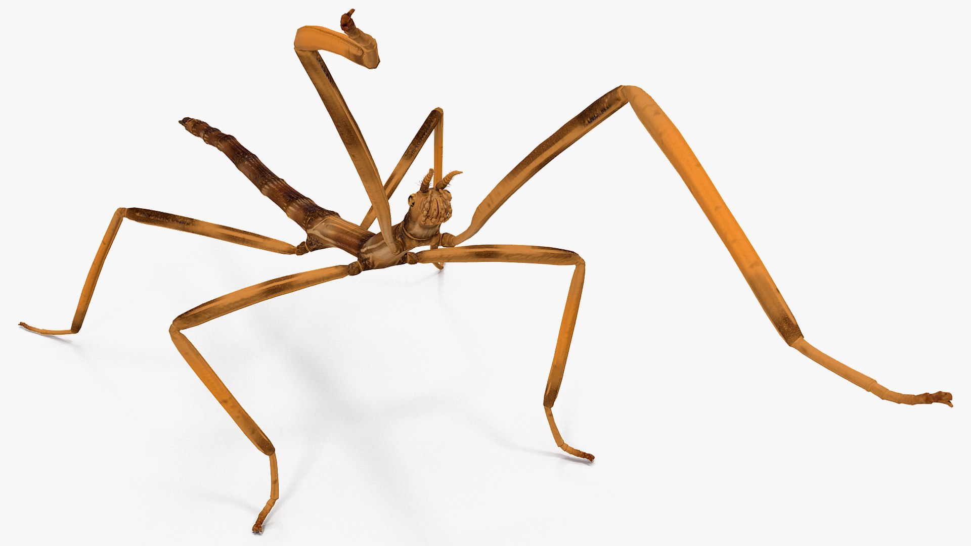 stick insect brown attack model https://p.turbosquid.com/ts-thumb/u4/IYTqAP/k1YaqUi4/stickinsectbrownattackpose3dsmodel006/jpg/1573816777/1920x1080/fit_q87/ea1d3dcf4ce9e6e4a425b86d35daef831e5bf069/stickinsectbrownattackpose3dsmodel006.jpg