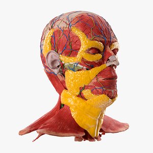 Human Head Anatomy Model with Facial Fat Layers