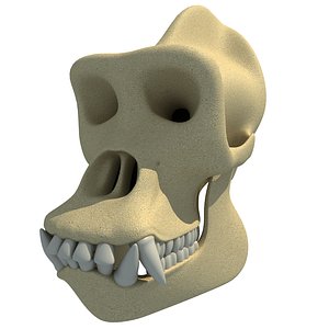 gorilla skull skeleton 3d 3ds