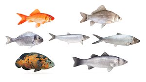 3D Fish Collection