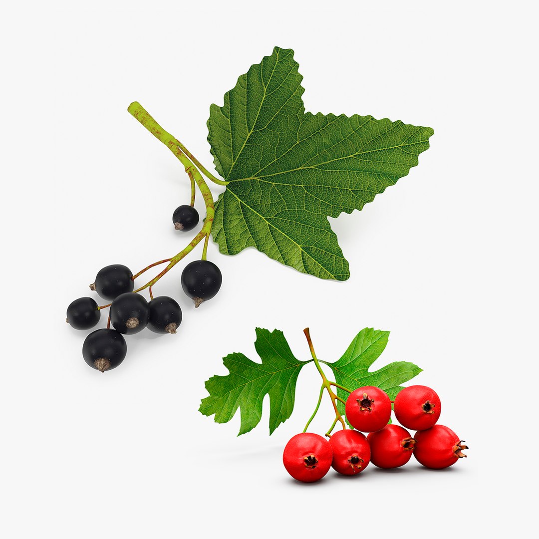 Berry Branches Collection 3D model preview