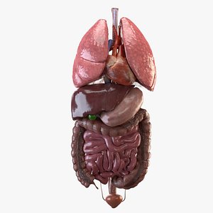 3D model internal organs