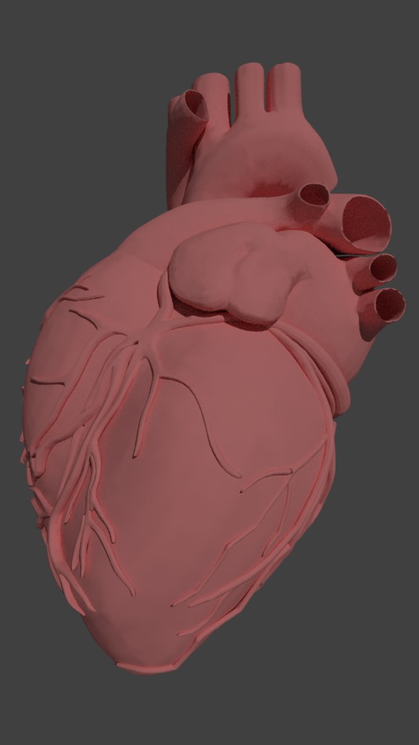 Realistic Human Heart 3d Model