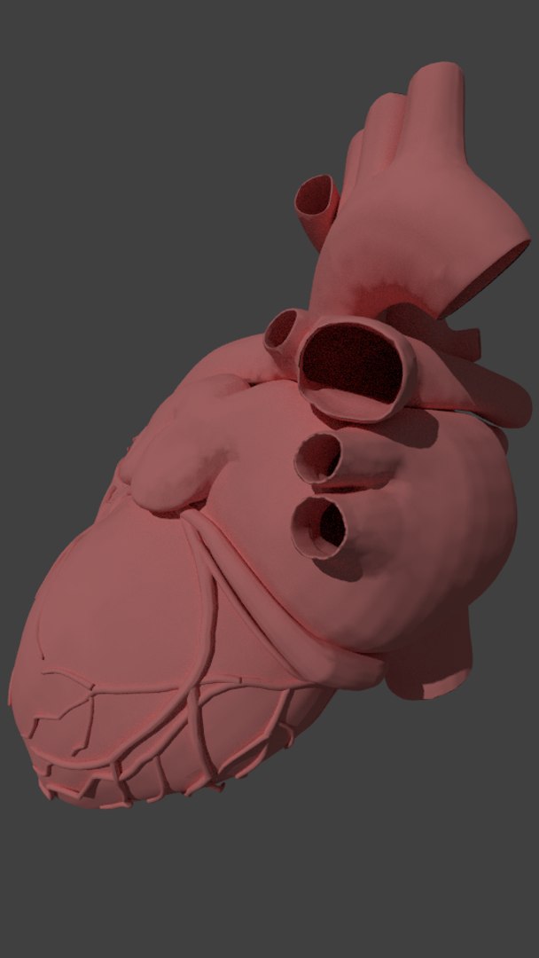 Realistic Human Heart 3d Model