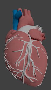 realistic human heart 3d model