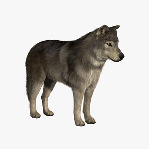 wolf fur 3d model