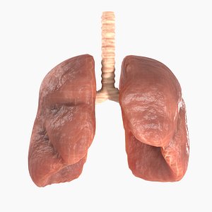 3D Human Lungs