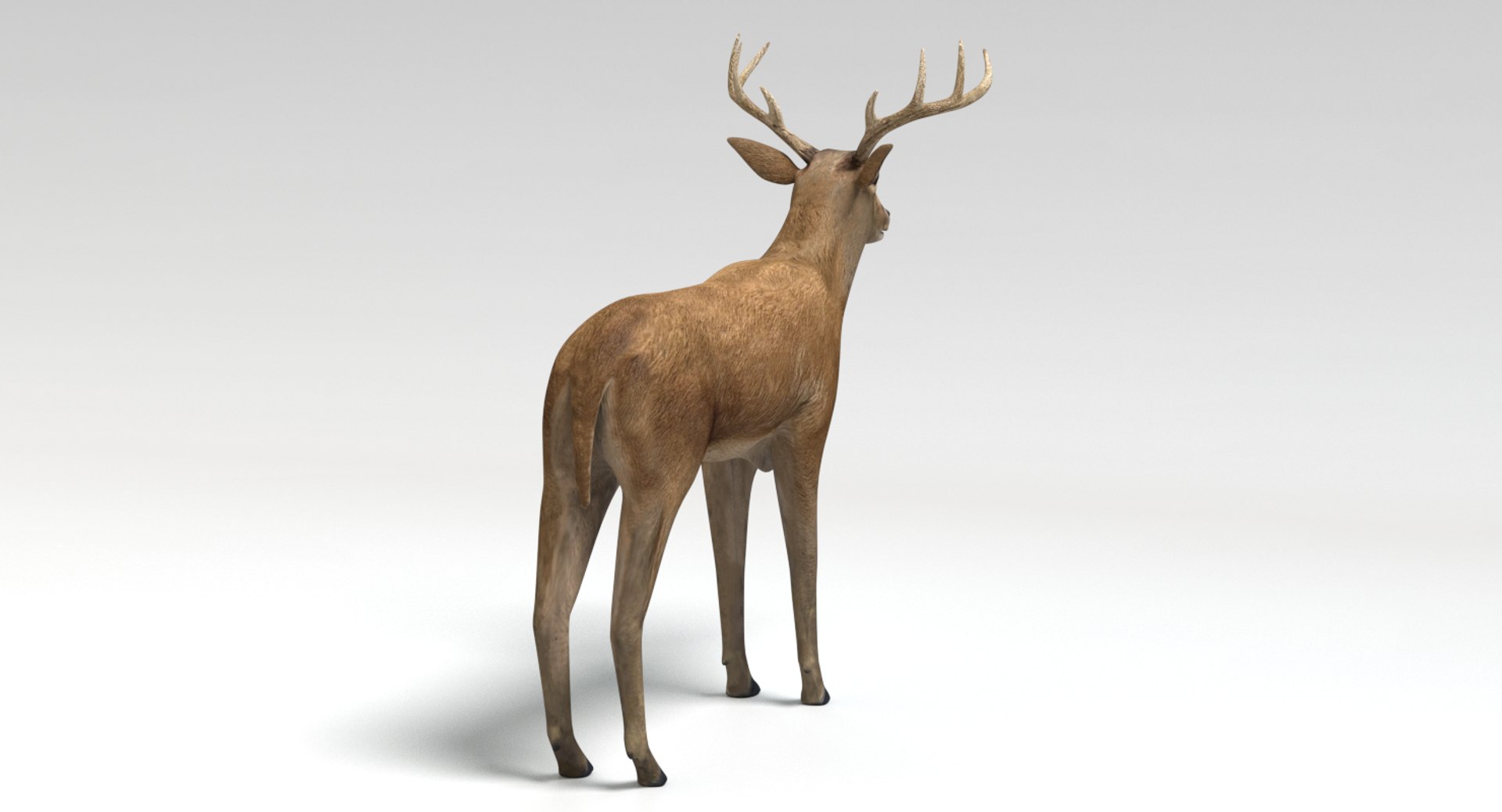 deer animations model https://p.turbosquid.com/ts-thumb/u5/CN4h7d/2ba2cnFc/picture0011/png/1502931101/1920x1080/fit_q87/28dc2070f57092437fa8f78f937592935c7dd572/picture0011.jpg