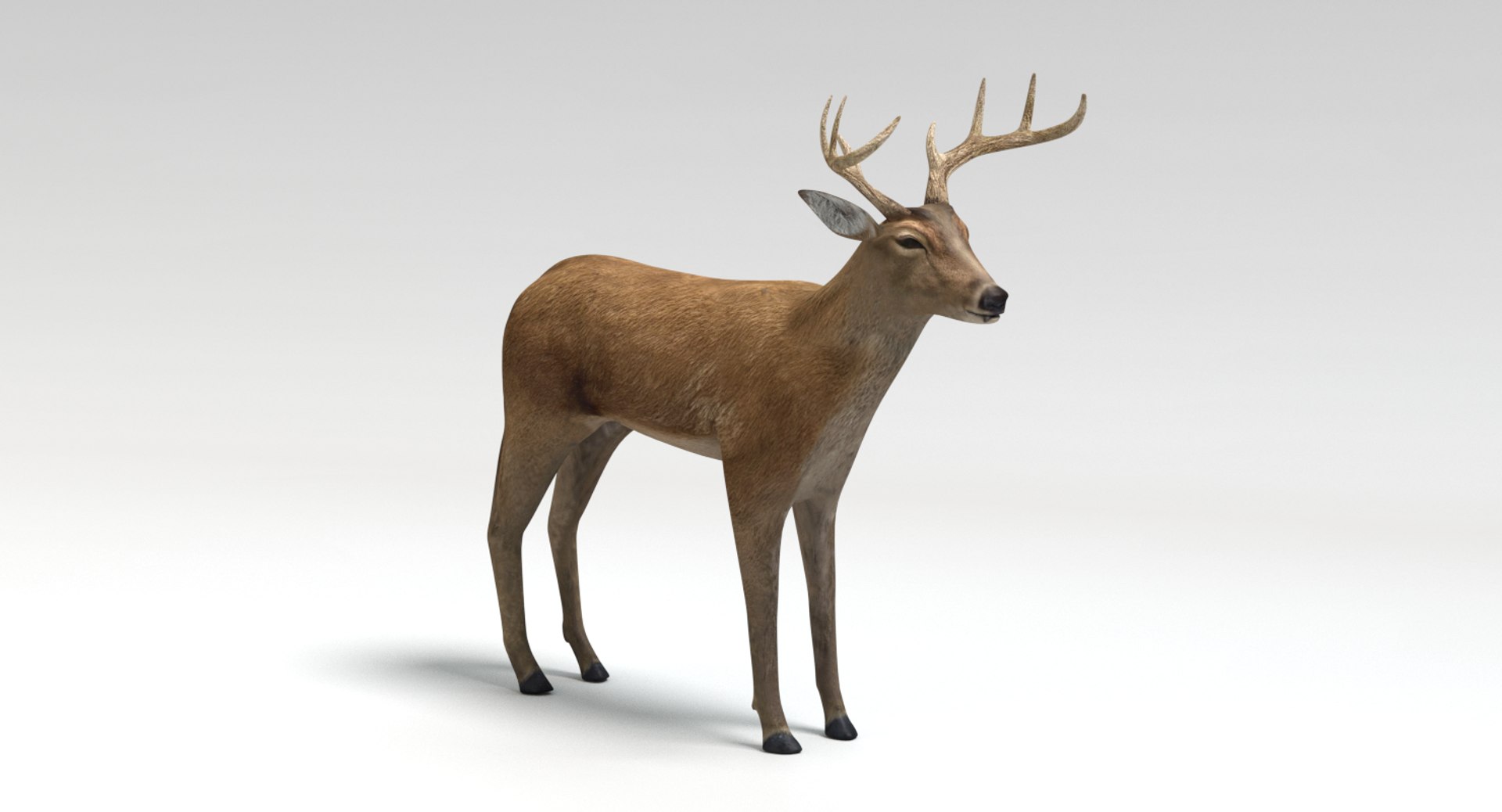 deer animations model https://p.turbosquid.com/ts-thumb/u5/CN4h7d/6pKam4xq/picture0036/png/1502931119/1920x1080/fit_q87/07c4b12ad7dd377a005d70ff13d1f087628dca3d/picture0036.jpg