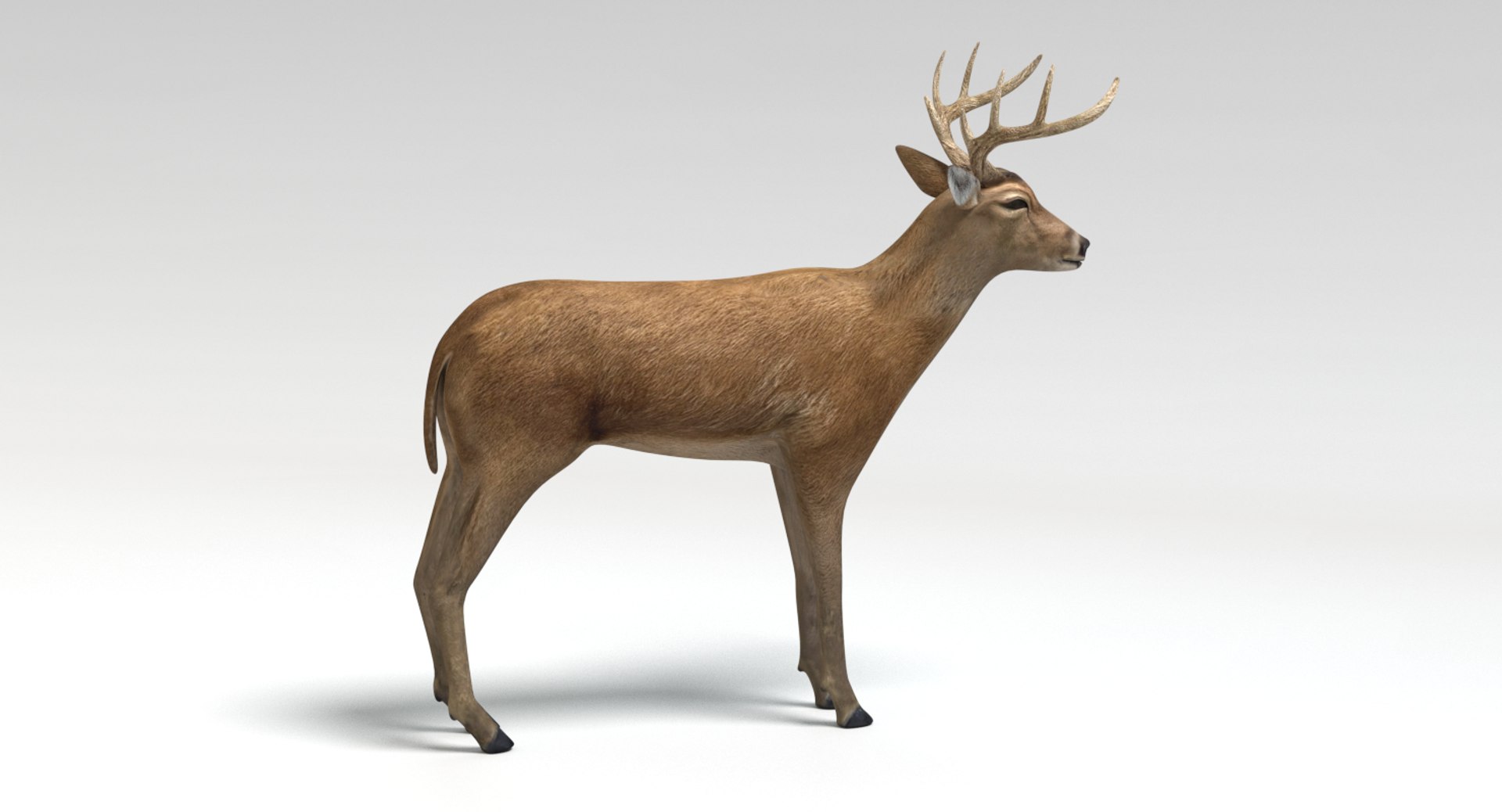 deer animations model https://p.turbosquid.com/ts-thumb/u5/CN4h7d/9UYF4Gls/picture0006/png/1502931101/1920x1080/fit_q87/1622b0f5ef222eec606e58b08df9913cea3b3a28/picture0006.jpg