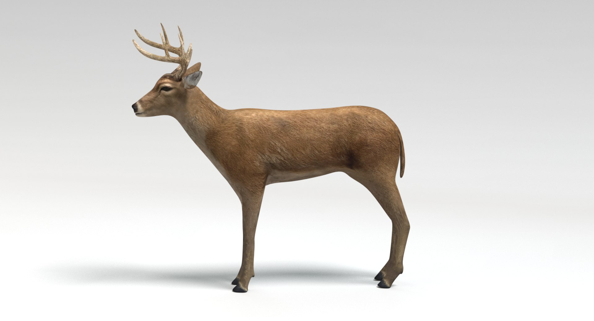 deer animations model https://p.turbosquid.com/ts-thumb/u5/CN4h7d/QeBDvNFT/picture0023/png/1502931119/1920x1080/fit_q87/e0dc2edebae04b1a266cc1cdafc8a389c7fdc346/picture0023.jpg