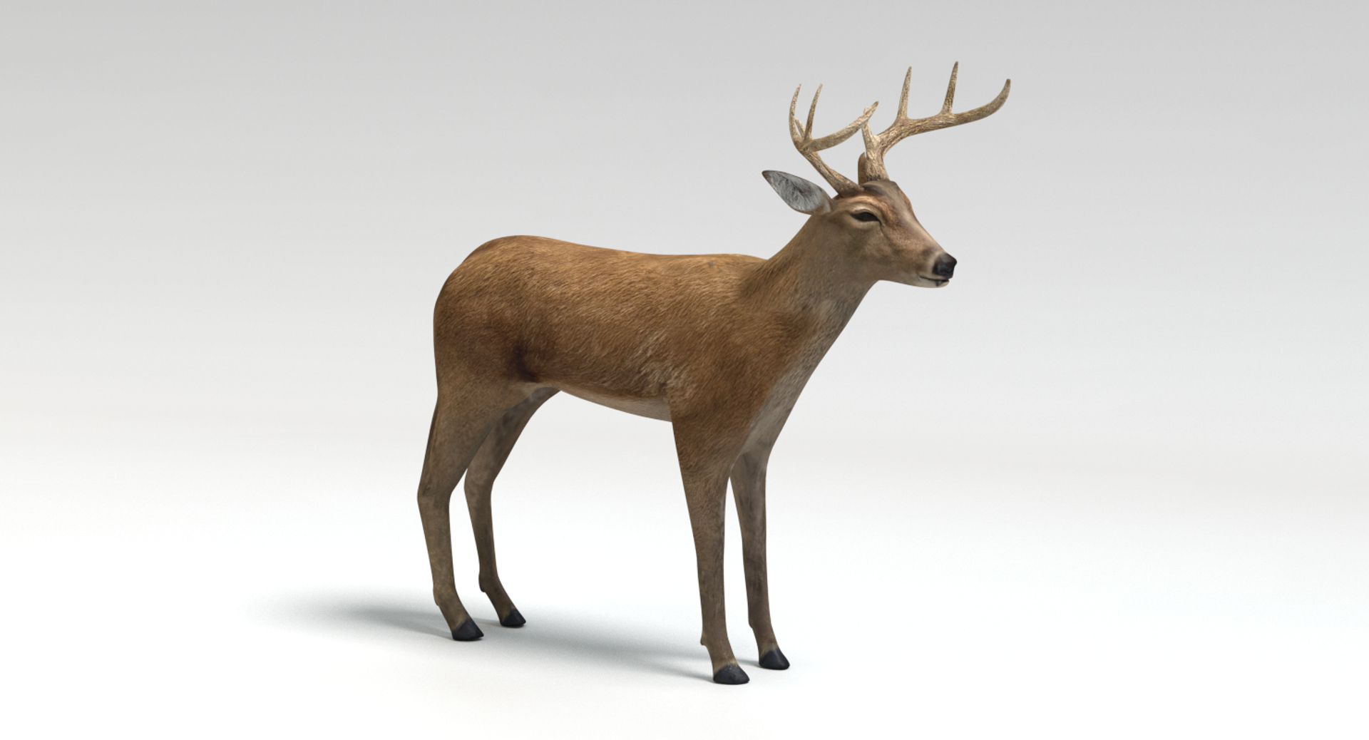 deer animations model https://p.turbosquid.com/ts-thumb/u5/CN4h7d/yGyb2yMG/picture/png/1502931384/1920x1080/turn_fit_q99/f8d46bc9cd2fbdc04ea29af2354a9937a64b0990/picture-1.jpg