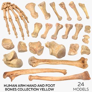 3D Human Arm Hand and Foot Bones Collection Yellow - 24 models model