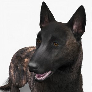 3D model Shepherd Dog Lying Dark Brindle Fur for Cinema 4D