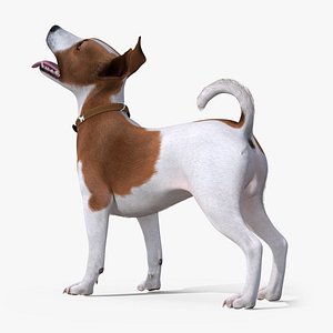 Spotted Jack Russell Terrier Waiting Pose Fur
