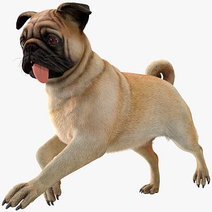pug dog run pose 3D