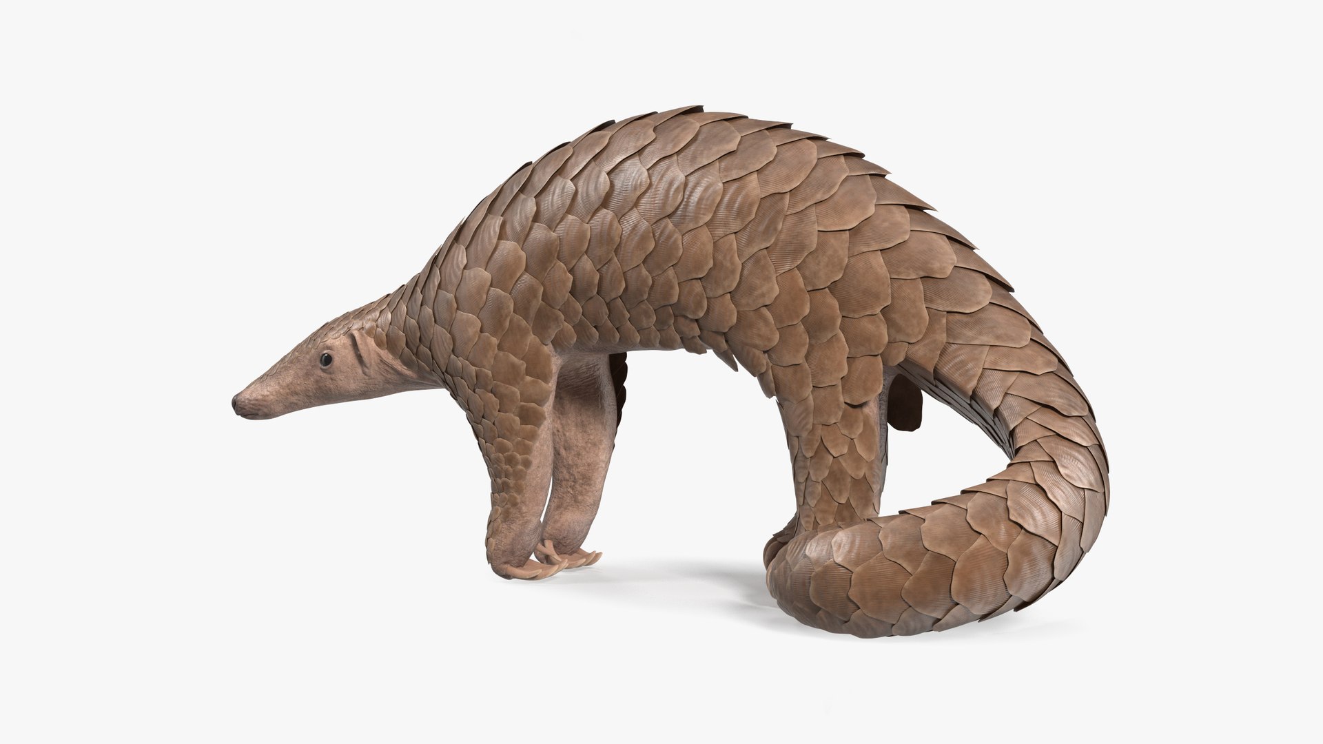 Pangolin Rigged for Cinema 4D 3D model preview