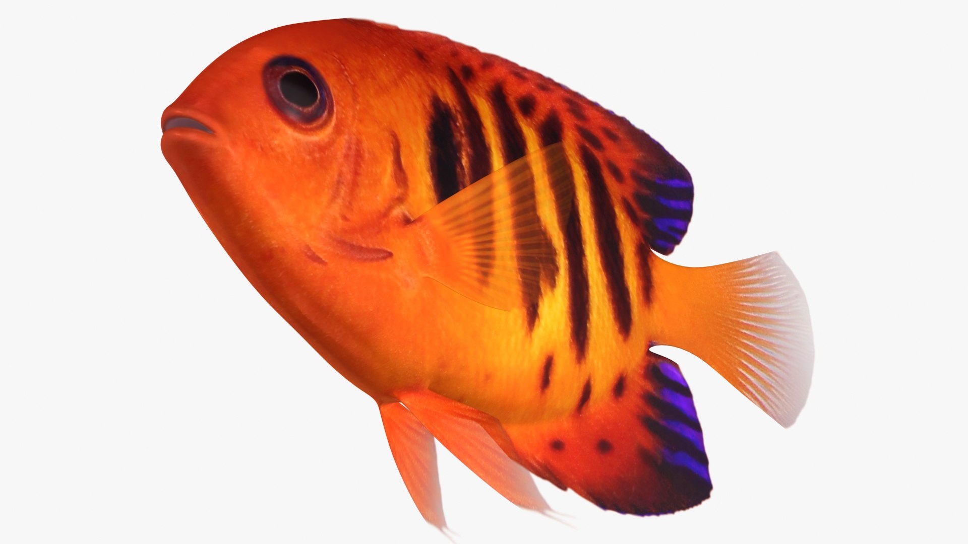 Flame Angelfish Rigged 3D Model - TurboSquid 1517052