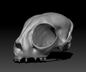 CAT skull for 3D printing