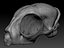 cat skull printing model