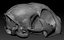 cat skull printing model