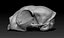 cat skull printing model