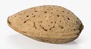 Raw Almond In Shell