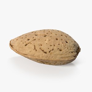 3D model raw almond shell