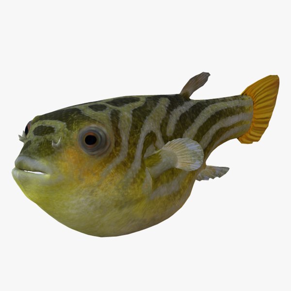 Animated Puffer Fish 3D Models for Download | TurboSquid