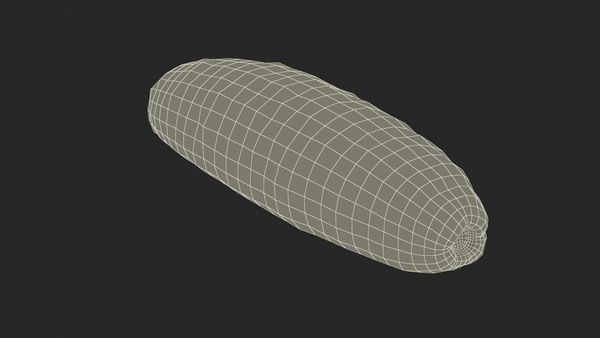 3D модель Трепанг коричневый Rigged - TurboSquid 2300558