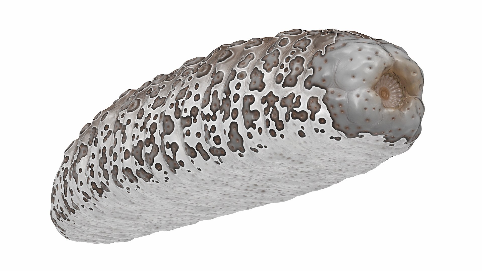 3D Trepang Brown Rigged Model - TurboSquid 2300558