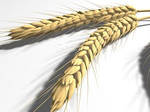wheat