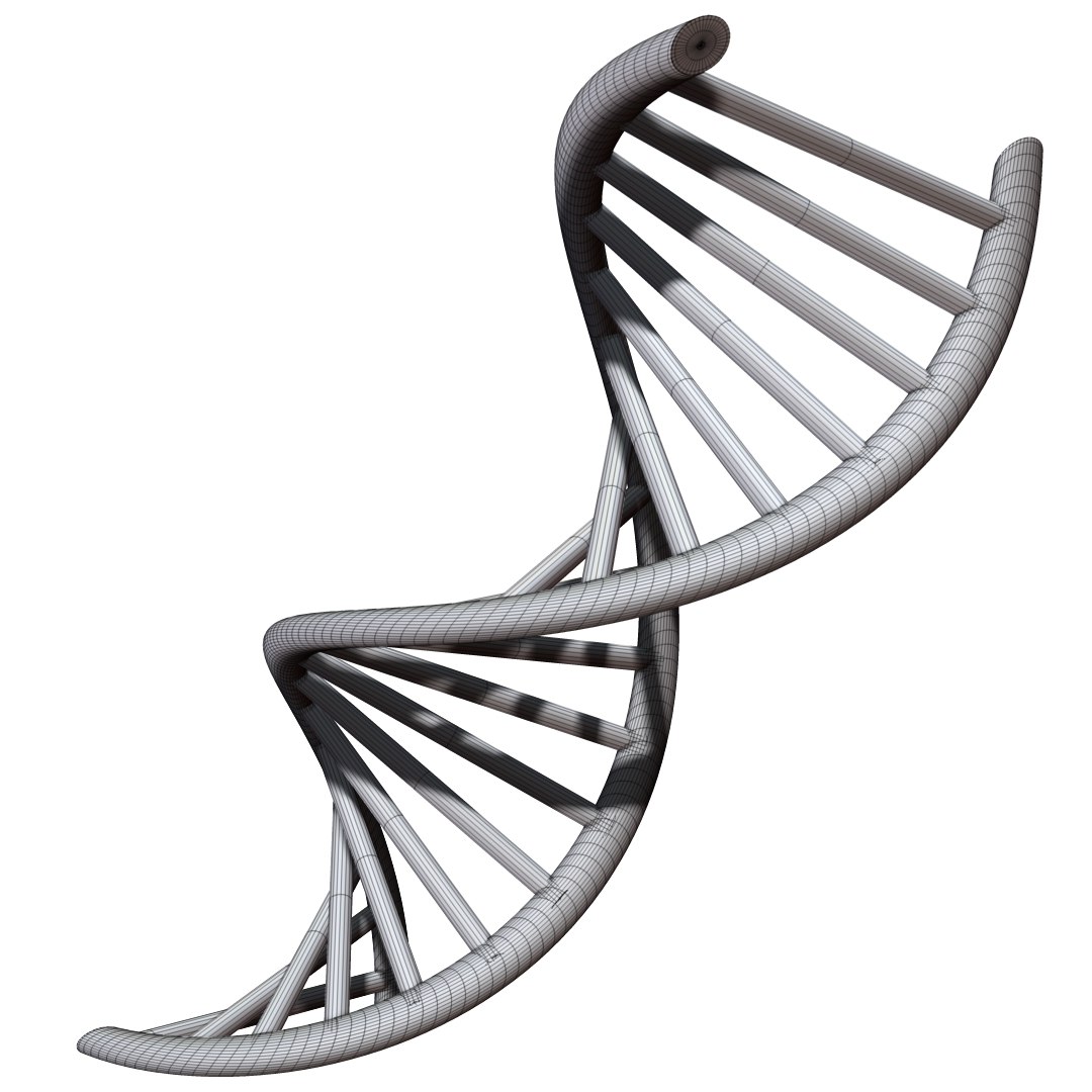 Dna chain 3D model - TurboSquid 1200745