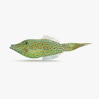 Scribbled Filefish