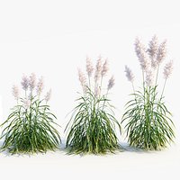 Cortaderia jubata b