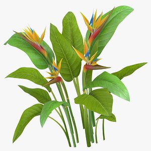 Bird of Paradise - Natural Group