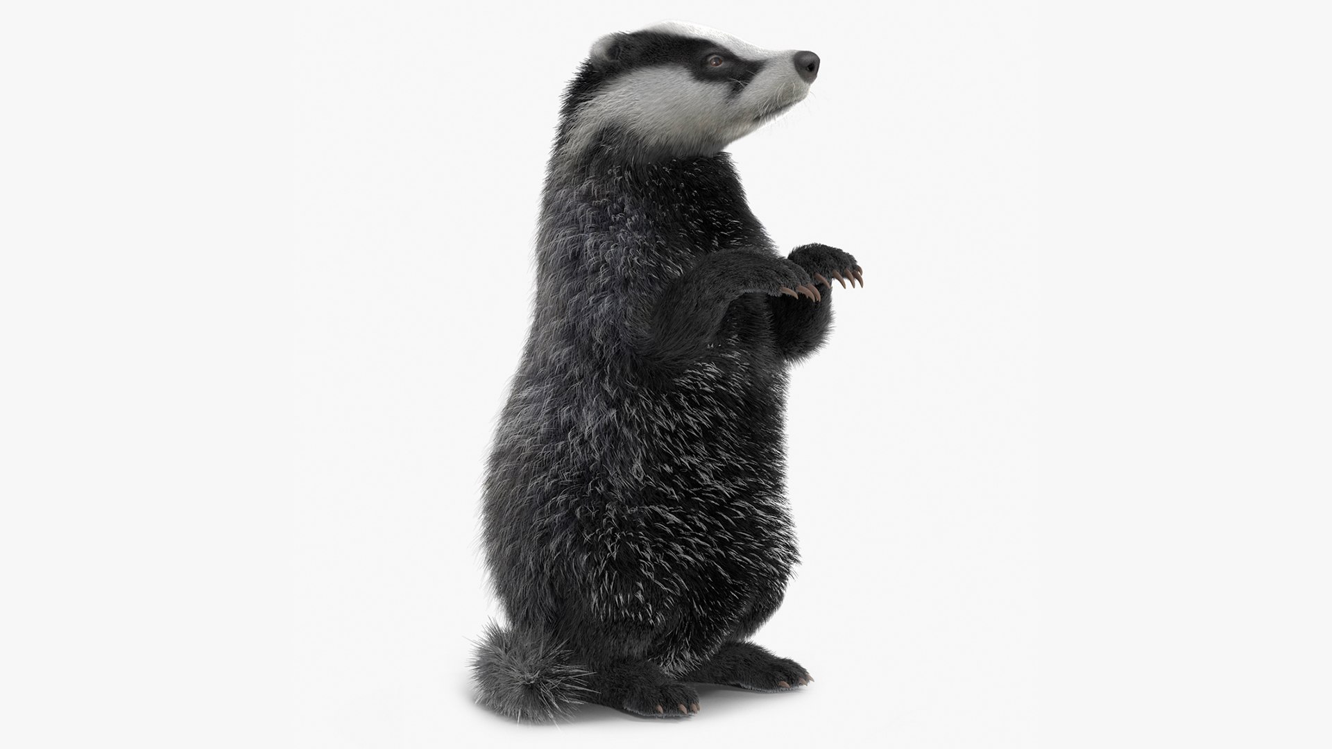Eurasian Badger Meles 3D model preview