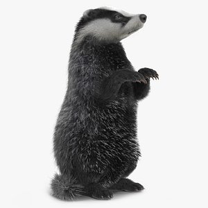 Eurasian Badger Meles