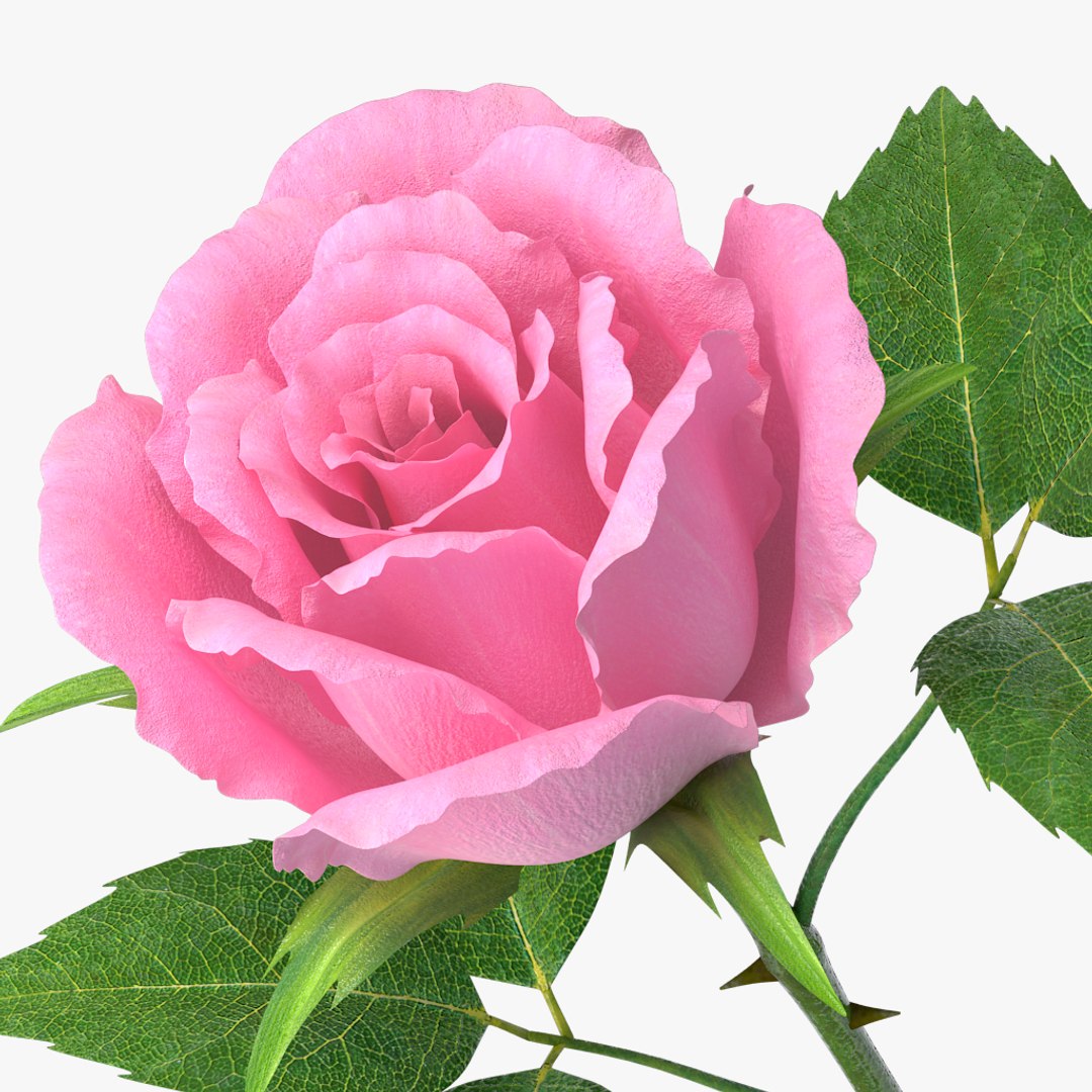 3D Rose V7 Model - TurboSquid 1160165