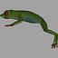 Green Tree Frog
