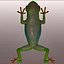 Green Tree Frog