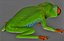 Green Tree Frog