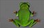 Green Tree Frog